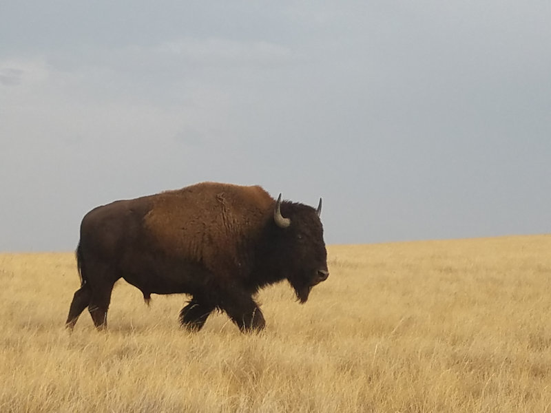 a buffalo on the golden plains